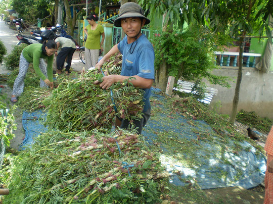 Trồng[-]rau[-]nhút[-]kiếm[-]300[-]triệu[-]đồng/năm